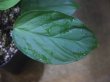 画像3: Homalomena sp. from Padang Sidempuan【HW1123-06】