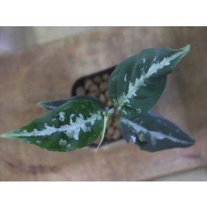 画像: Aglaonema pitum "TG-7" from Tigalingga【HW1123-01g】No.13