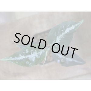画像: Aglaonema pitum "TG-7" from Tigalingga【HW1123-01g】No.13