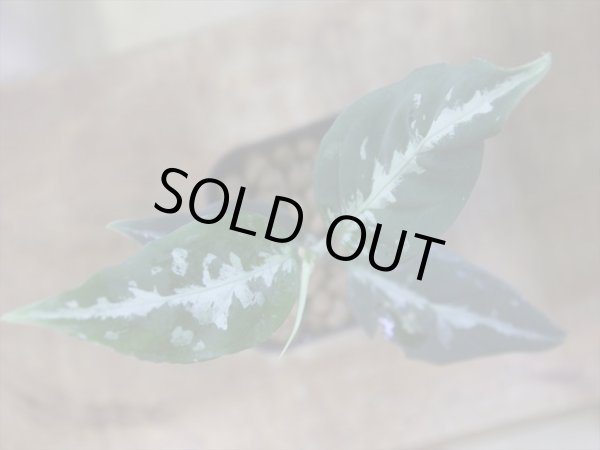 画像1: Aglaonema pitum "TG-7" from Tigalingga【HW1123-01g】No.13