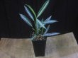 画像5: Aglaonema vittatum from Pulau Lingga【HW0824-01】