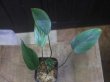 画像2: Homalomena sp. "type Tsubaki" GR from Pulau Lingga【HW1017-02】