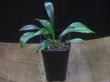 画像4: Homalomena "Narrow Leaf" from Riau Sumatera【HW0523-05】