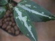 画像4: Aglaonema pitum "TG-3" from Tigalingga【HW1123-01c】No.12