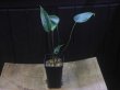 画像4: Homalomena sp. "type Tsubaki" GR from Pulau Lingga【HW1017-02】