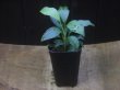 画像4: Homalomena sp. from Danau Toba【HW0517-02】