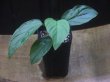 画像4: Homalomena sp. from Padang Sidempuan【HW1123-06】