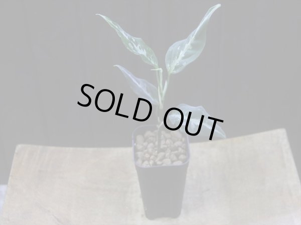 画像5: Aglaonema pitum "TG-7" from Tigalingga【HW1123-01g】No.13