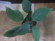画像2: Homalomena sp. "type Garuda Wing" from Pulau Lingga【HW0824-1】