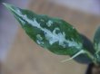 画像3: Aglaonema pitum "TG-7" from Tigalingga【HW1123-01g】No.13