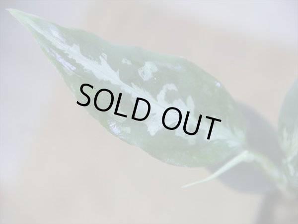 画像3: Aglaonema pitum "TG-7" from Tigalingga【HW1123-01g】No.13