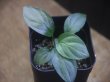 画像1: Homalomena sp. "Hisoku" SGR from Padang Sidempuan【HW1123-06】Wf1(21)