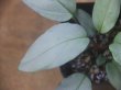 画像3: Homalomena humilis "Shirogane SGR" from Pulau Lingga【HW0824-04】