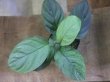 画像2: Homalomena sp. "Hisoku" SGR from Padang Sidempuan【HW1123-06】