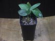 画像4: Homalomena sp. "type GR" from Pulau Lingga【HW0824-5】