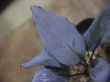 画像2: Homalomena sp. "Shirogane" SRP from Pulau Lingga【HW1017-XX】