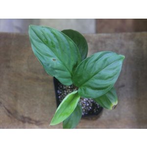 画像: Homalomena sp. from Padang Sidempuan【HW1123-06】