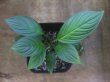 画像1: Homalomena sp. "type Garuda Wing" from Pulau Lingga【HW0824-1】