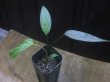 画像2: Homalomena sp. "Silver-leef" PP250204-1 KK Kapuas hulu KAL-BAR