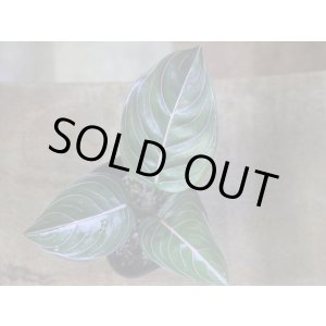 画像: Aglaonema rotundum "2016" 【HW0824-01】PP-160207-2 AP Aceh SUMATRA