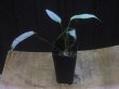 画像3: Homalomena sp. "Silver-leef" PP250204-1 KK Kapuas hulu KAL-BAR