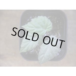 画像: Begonia flacca "玉蟲" PP-170623-27 Kon-Sel Sulawesi Tenggara