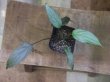 画像2: Homalomena sp. "Silver-leef" PP250204-1 KK Kapuas hulu KAL-BAR