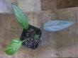 画像3: Homalomena sp. "Silver-leef" PP250204-1 KK Kapuas hulu KAL-BAR
