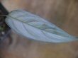 画像1: Homalomena sp. "Silver-leef" PP250204-1 KK Kapuas hulu KAL-BAR