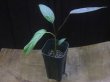 画像4: Homalomena sp. "Silver-leef" PP250204-1 KK Kapuas hulu KAL-BAR
