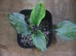 画像1: Cryptocoryne sp. (fusca x verrucosa) PP-231008-1 A. Kapuas hulu KAL-BAR