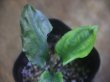 画像3: Cryptocoryne sp. (fusca x verrucosa) PP-231008-1 A. Kapuas hulu KAL-BAR