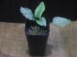 画像4: Cryptocoryne sp. (fusca x verrucosa) PP-231008-1 A. Kapuas hulu KAL-BAR