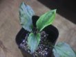画像2: Cryptocoryne sp. (fusca x verrucosa) PP-231008-1 A. Kapuas hulu KAL-BAR
