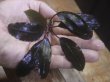 画像4: Bucephalandra sp. "Serimbu2" Landak【TB1907】大株