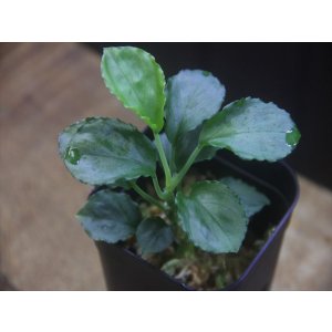 画像: Homalomena sp. Solok Sumatera【LA0117-01】