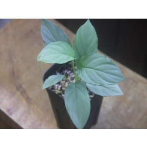 画像: Homalomena cf. humilis Sumatera Barat【LA0719-02】