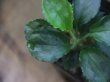 画像3: Homalomena sp. Solok Sumatera【LA0117-01】
