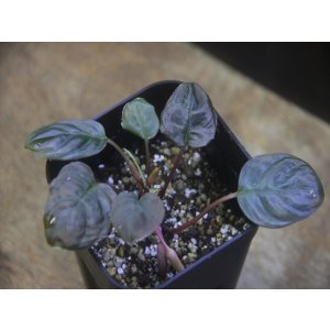 画像: Homalomena terajaensis Labi Burunei【TB】
