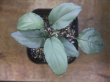 画像1: Homalomena sp. "Silver Bullet GR" from Pulau Lingga【AZ0917-1】