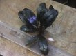 画像2: Bucephalandra sp. "Serimbu2" Landak【TB1907】大株