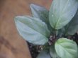 画像3: Homalomena sp. "Silver Bullet GR" from Pulau Lingga【AZ0917-1】