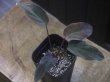 画像1: Homalomena sp. Pahang Malaysia【R0718-02】