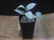 画像4: Homalomena sp. "Silver Bullet GR" from Pulau Lingga【AZ0917-1】