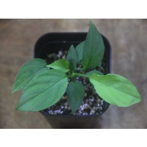画像: Homalomena sp. Solok Sumatera【LA1122-04】