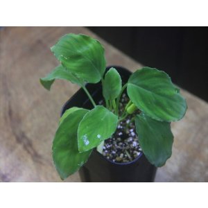 画像: Homalomena sp. Nanga Pinoh【TB1505】