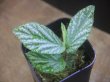 画像1: Begonia sp. " 碧 " from Lubuklinggau【AZ1123-9】