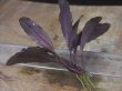 画像3: Bucephalandra sp. "Serimbu2" Landak【TB1907】大株