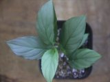 画像: Homalomena cf. humilis Sumatera Barat【LA0719-02】