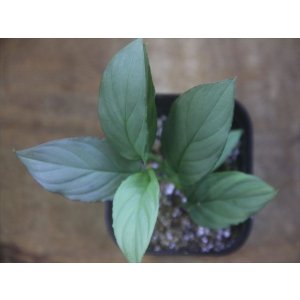画像: Homalomena cf. humilis Sumatera Barat【LA0719-02】